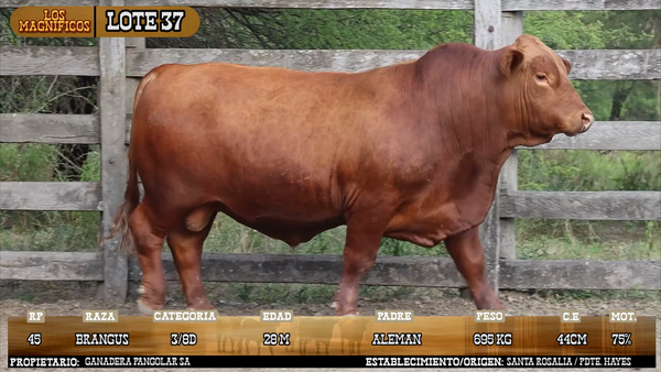 Lote LOTE 37 - VIVO