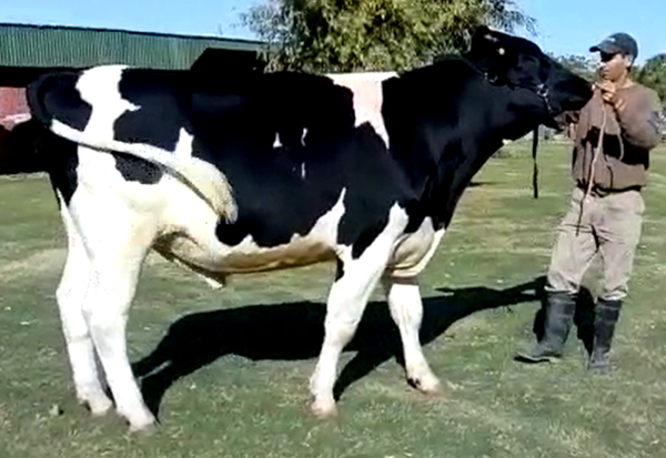 Lote “RICARM” VOLT WINDBROOK BOSS