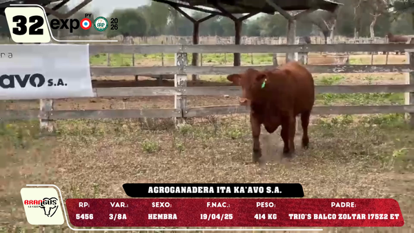 Lote LOTE 32