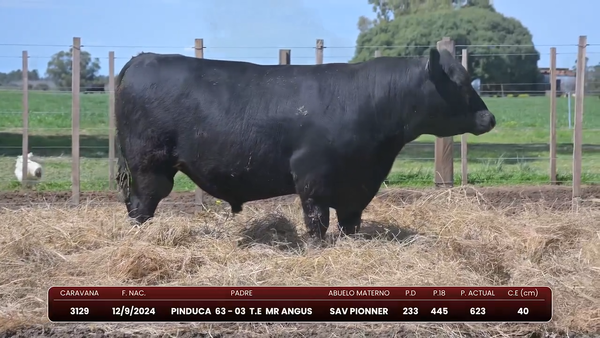 Lote Pinduca