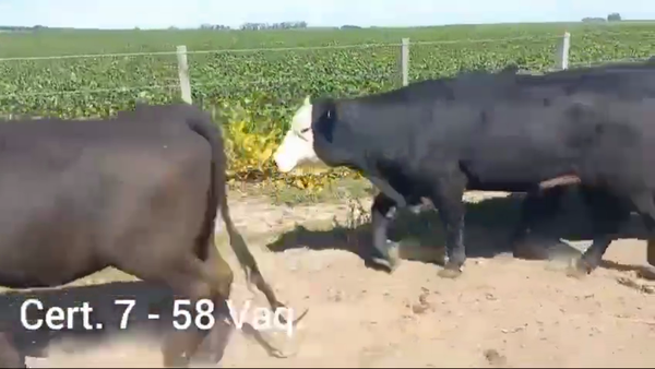 Lote VAQUILLONAS ENTORADAS