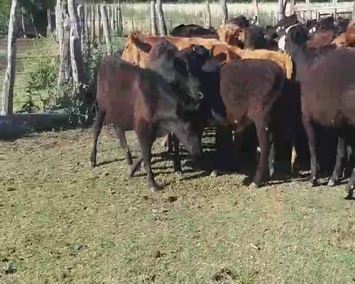 Lote 41 Terneros/as en Villaguay, Entre Ríos