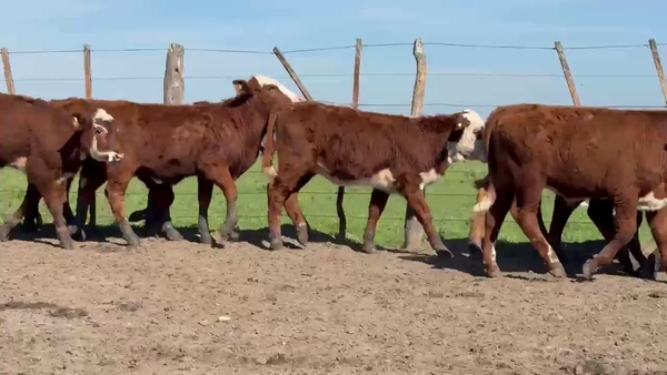 Lote 130 Terneros/as