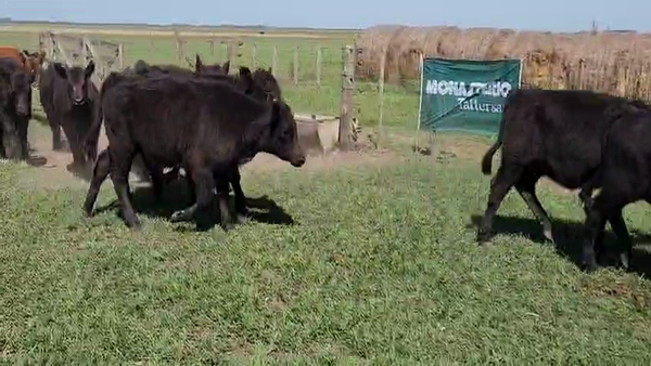 Lote 56 Terneras en Tandil