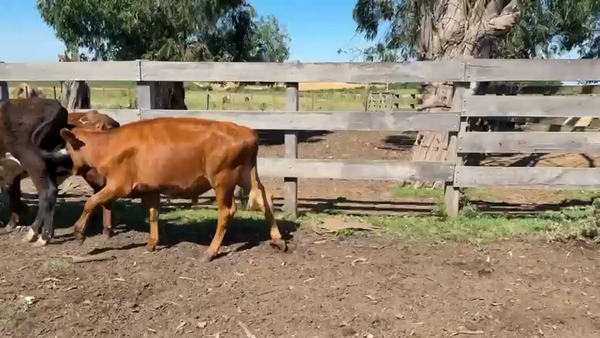 Lote TERNEROS