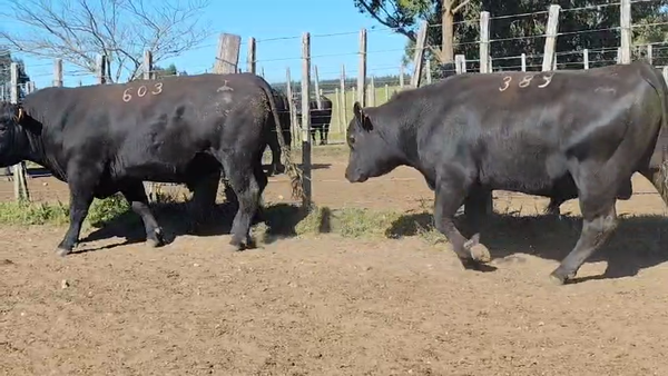 Lote Toros Black Angus