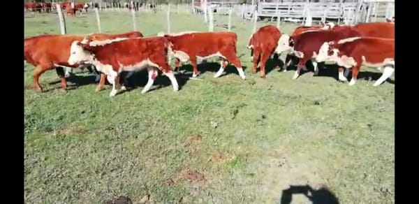 Lote 40 Terneros/as en Villaguay, Entre Ríos