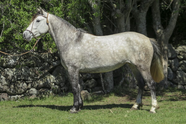 Lote CONSTANCIA PENCA 1629