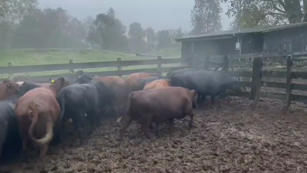 Lote 43 Vaca Gorda en Panguipulli, XIV Región Los Ríos