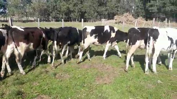 Lote 32 Terneros HOLANDO 210kg - , San José