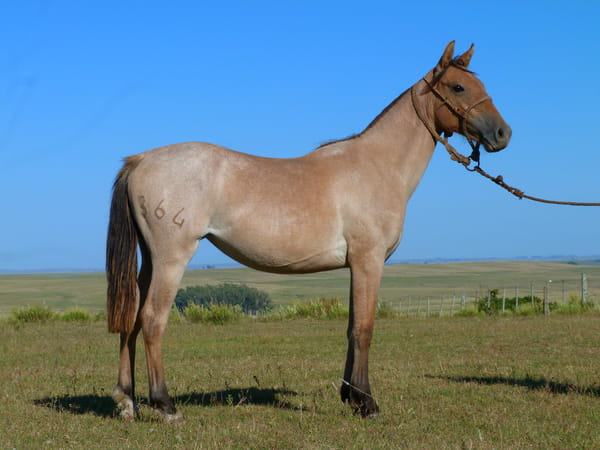 Lote Langosta del Cerro Grande