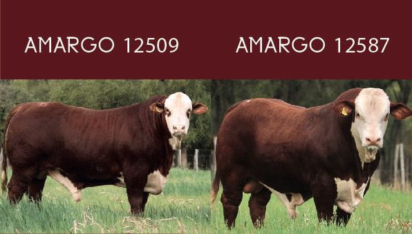 Lote CABAÑA EL AMARGO