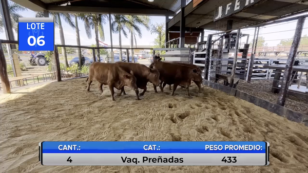 Lote VAQUILLAS BRANGUS PREÑADAS  -LOTE 6