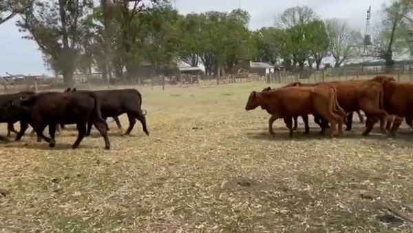 Lote 60 Terneros/as en Herlitzka, Corrientes