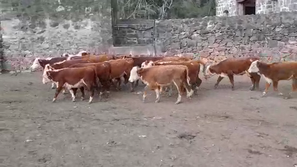 Lote (Vendido)21 Terneros HEREFORD 175kg -  en RUTA 21