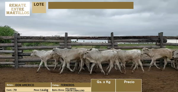 Lote lote 3 - 70 TERNEROS