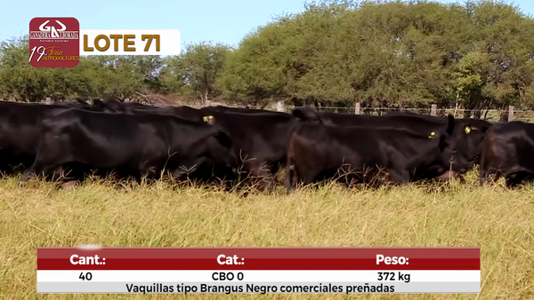 Lote Reproductores de Alborada - Lote 71