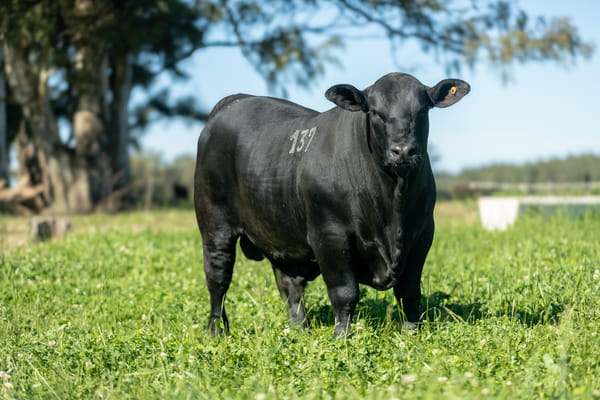 Lote Lote 1 Jacaranda