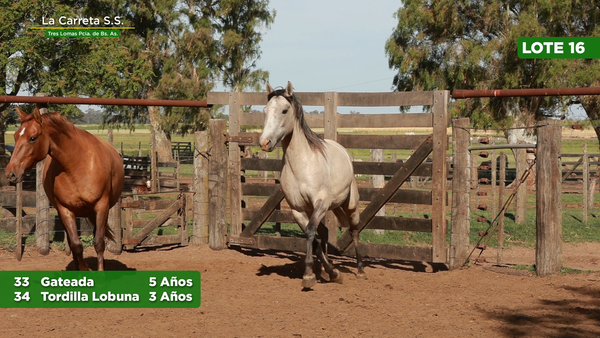 Lote 2 Yeguas