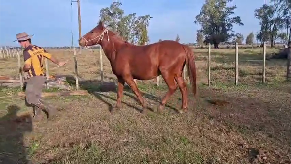 Lote POTRILLO