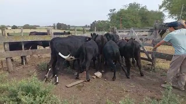 Lote 10 Vaquillonas Cruza