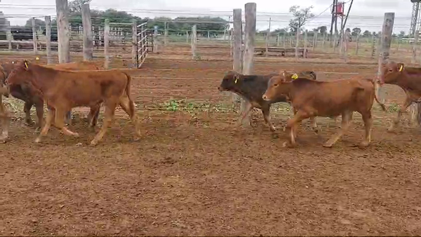 Lote 70 Terneros/as en Tintina, Santiago del Estero