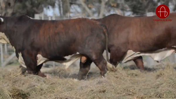 Lote BRAFORD EL ALJIBE