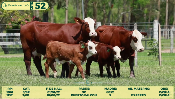 Lote LOTE 52