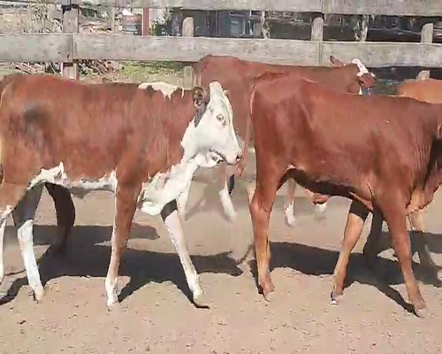 Lote 70 Terneras en Quimilí, Santiago del Estero