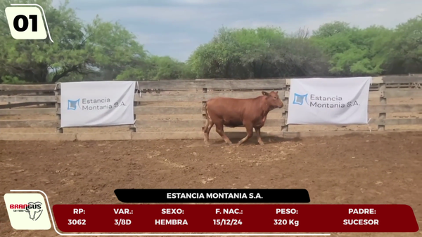 Lote LOTE 1 - JUNIOR