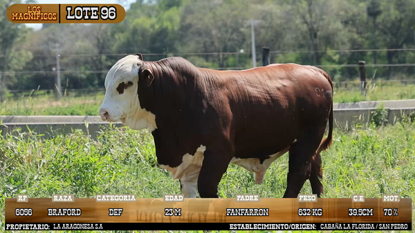 Lote LOTE 96 - VIVO