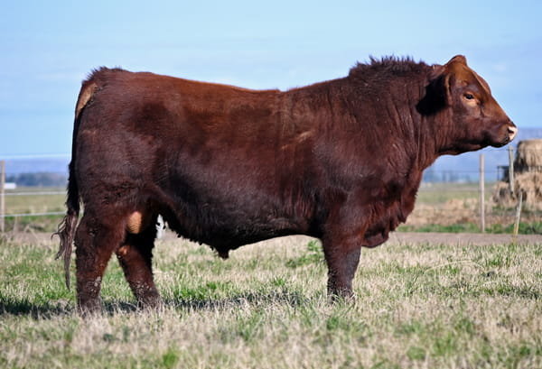 Lote TOROS PUROS DE PEDIGREE