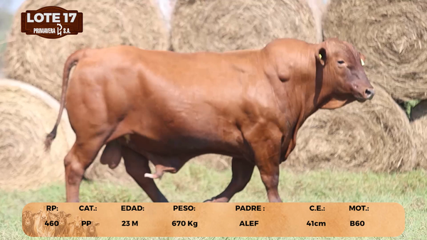 Lote LOTE 17