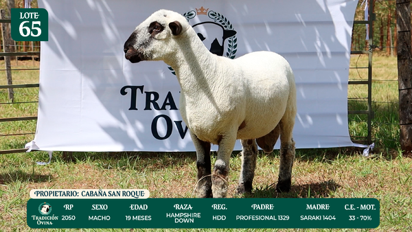 Lote LOTE 65