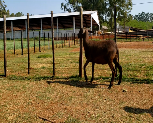 Lote Hembra P2 55kg -  en Santa Rita