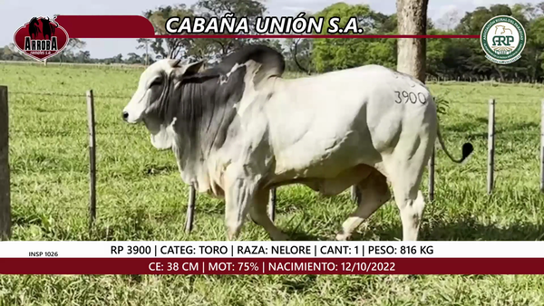 Lote TORO