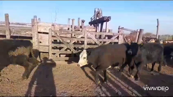 Lote 26 Terneros en Brandsen, Buenos Aires