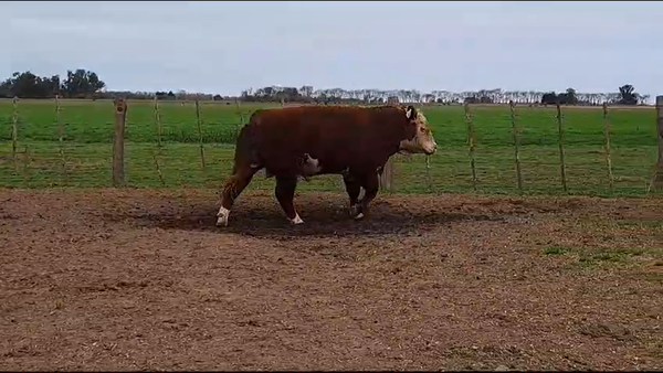 Lote TORO PURO DE PEDIGREE