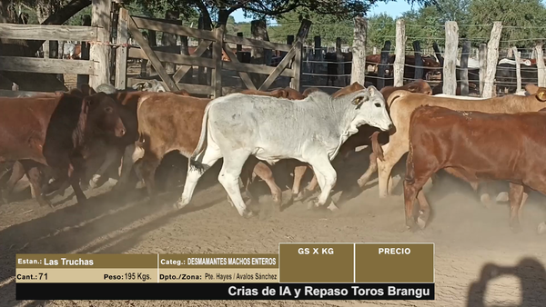 Lote LOTE 3 - 71 DESMAMANTES MACHOS