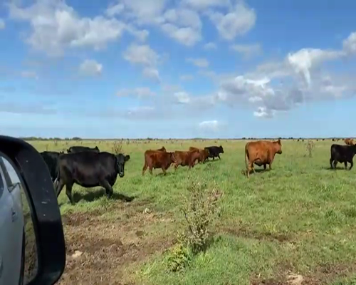 Lote 60 Terneras en Castelli, Buenos Aires