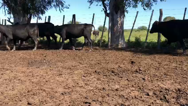Lote 55 Vacas nuevas Preñadas en Gran Guardia, Formosa