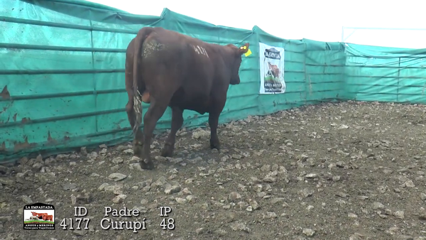 Lote Lote 7