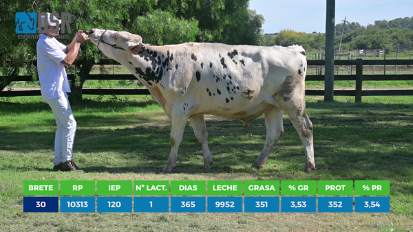 Lote Toros, Florida