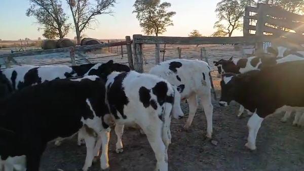 Lote 16 Novillitos Holando Argentino en Colonia Bigand, Santa Fe