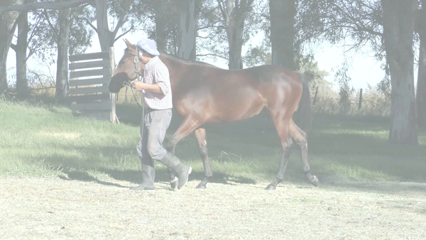 Lote ALMOST UNREAL (SATONO FLAG -  SUITE OF LOVE)