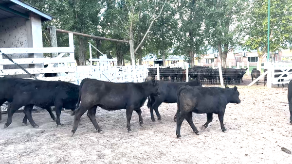 Lote 30 Terneras