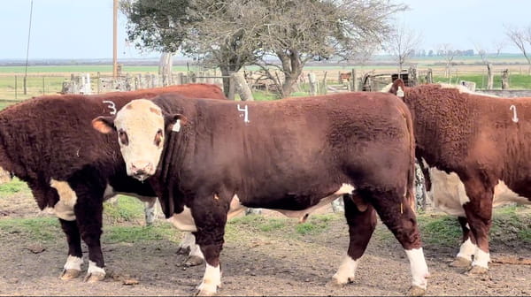 Lote CABAÑA EL 13 DE EDUARDO SPIAZZI