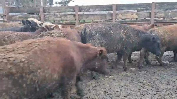 Lote 40 Vaquilla Gorda en Los Ángeles, VIII Región Biobío