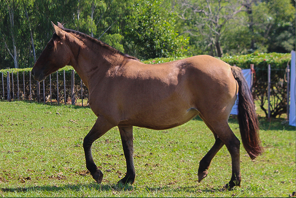 Lote CHAKE A LA PIPETA