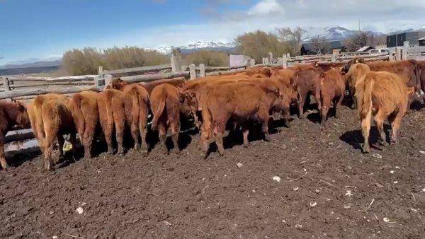 Lote 40 Ternero en Coyhaique, XI Región Aysén